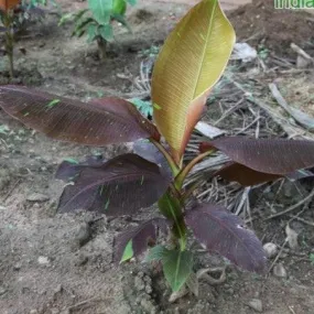 Bring Home the Radiant Beauty of the Siam Ruby Banana Plant