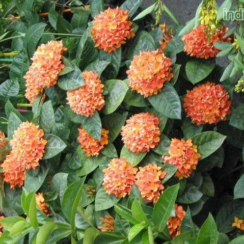 Buy Beautiful and Vibrant Ixora Hybrids Plants Online Today!